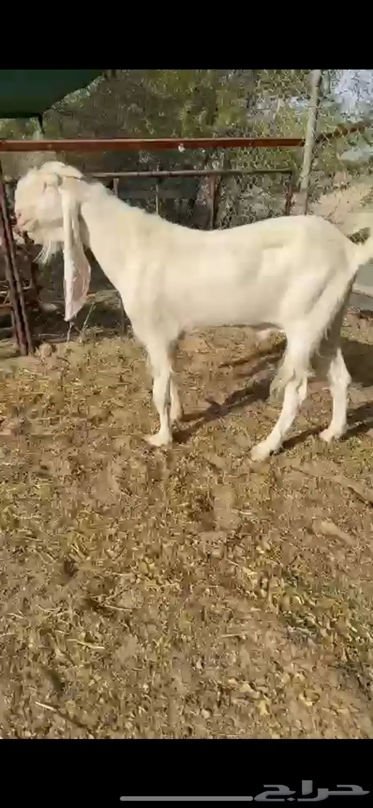 فحل للبيع 1