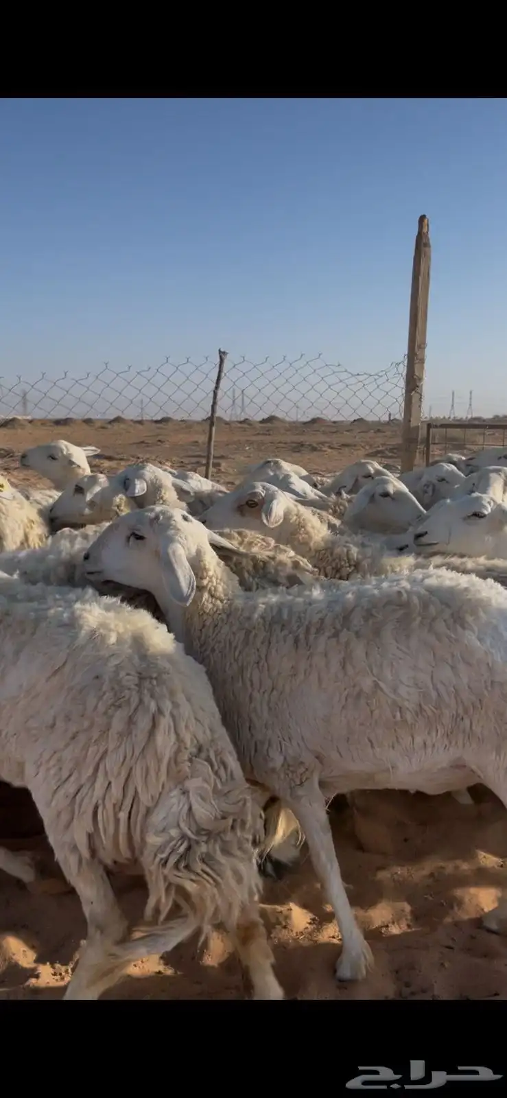 غنم حريات حرش ضريع ودفيع 3