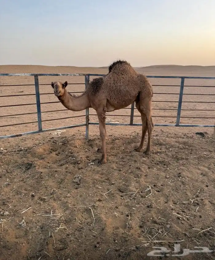 للبيع قعود قصب طيب 0