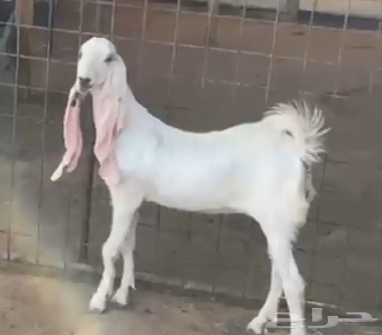 جفار مشارك 1