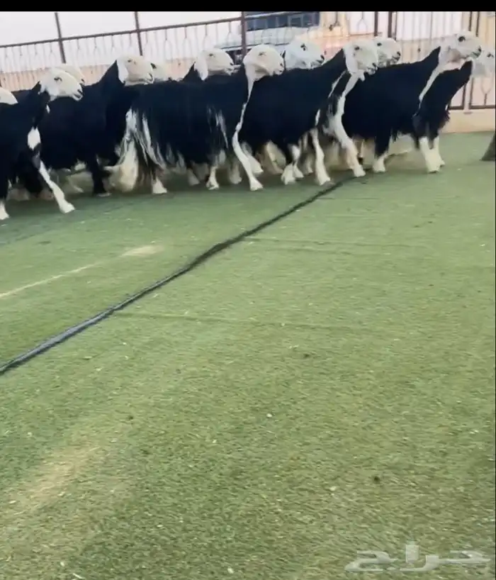 نجد صنف مراح 0