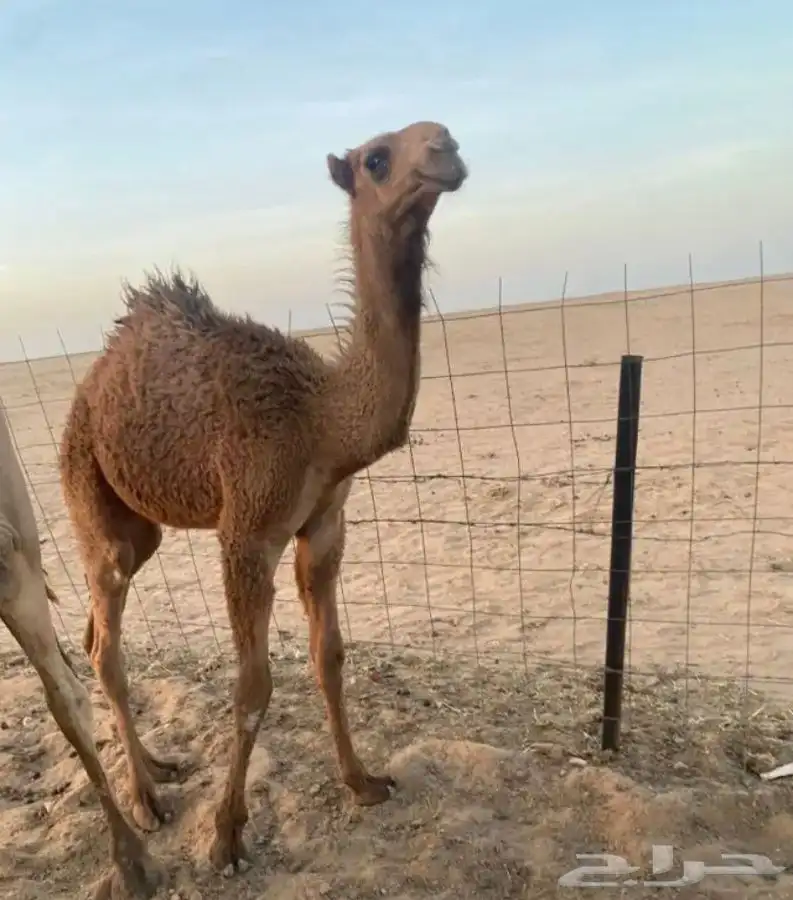 قعود أشعل هدب العمر 5شهور 0