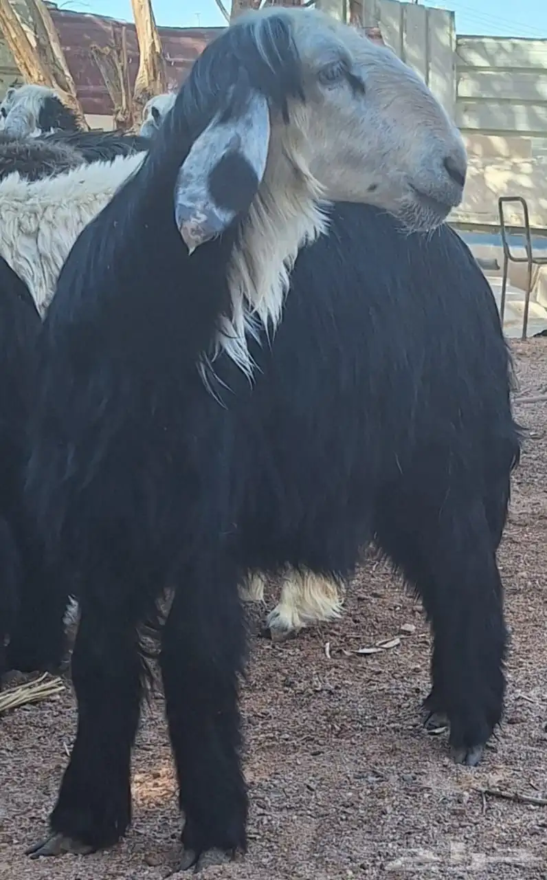 فحل نجدي 2