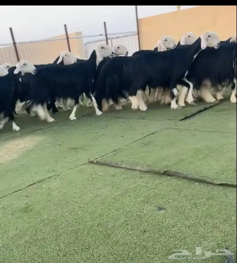 نجد صنف مراح 1