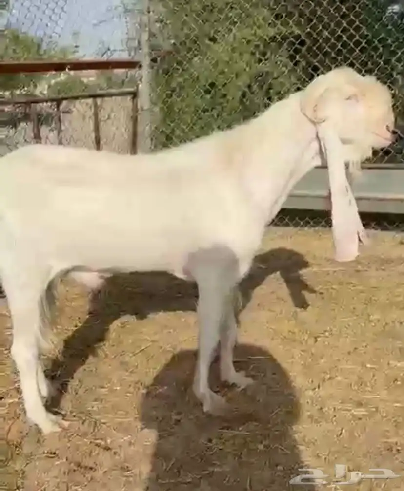 فحل للبيع 0