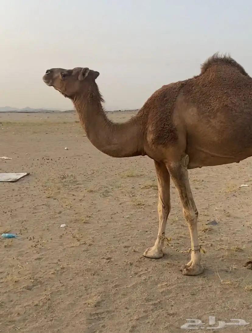 جدة 2