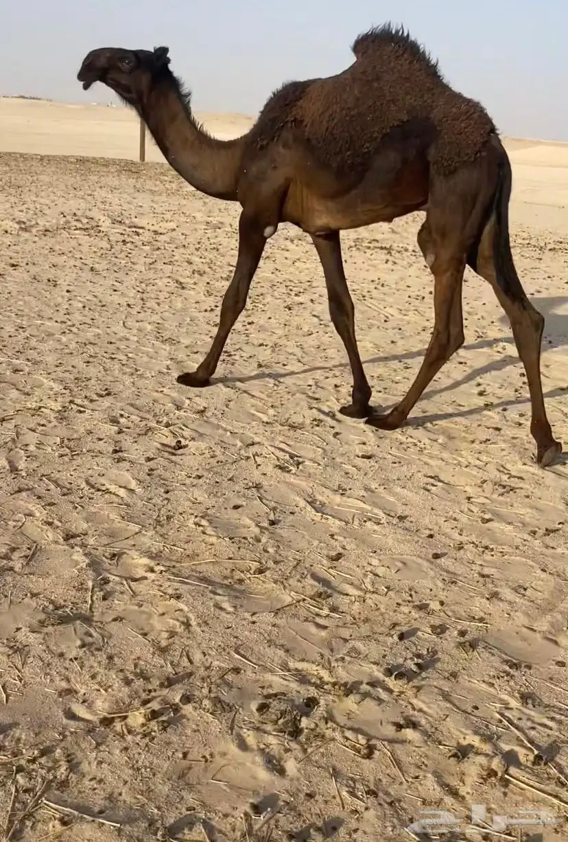 قعود طيب جدا ابيه الوافي ومه طيبه 0
