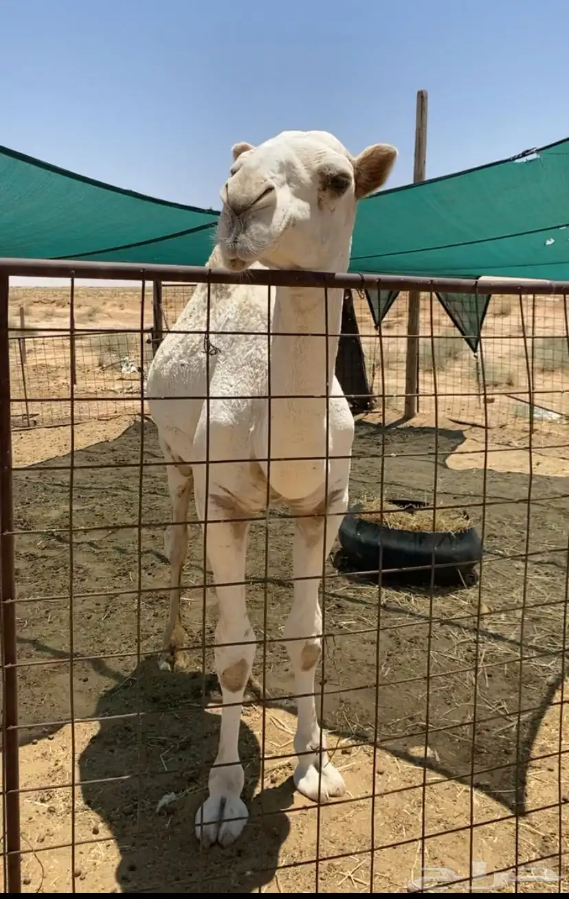 بكره حيسونيه 2