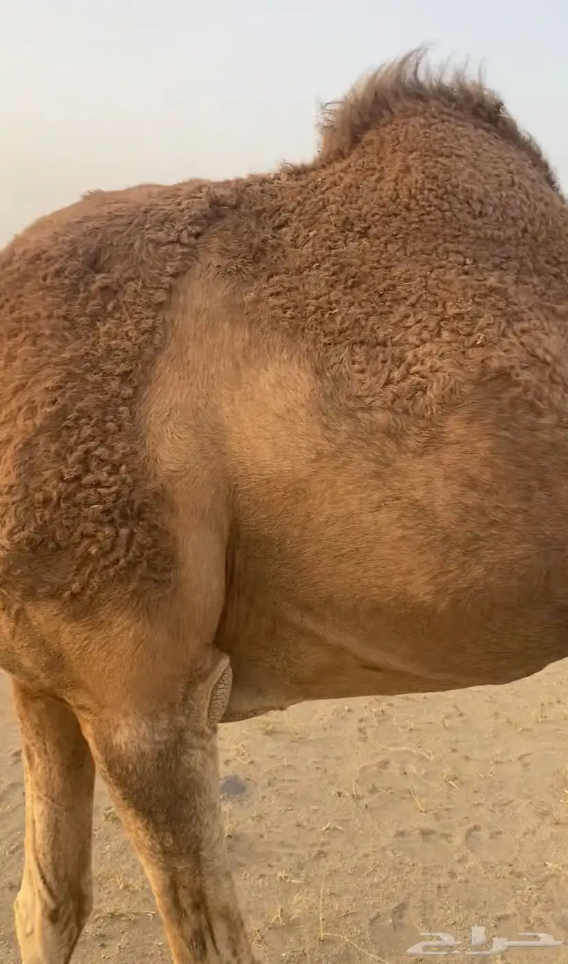 جدة 1