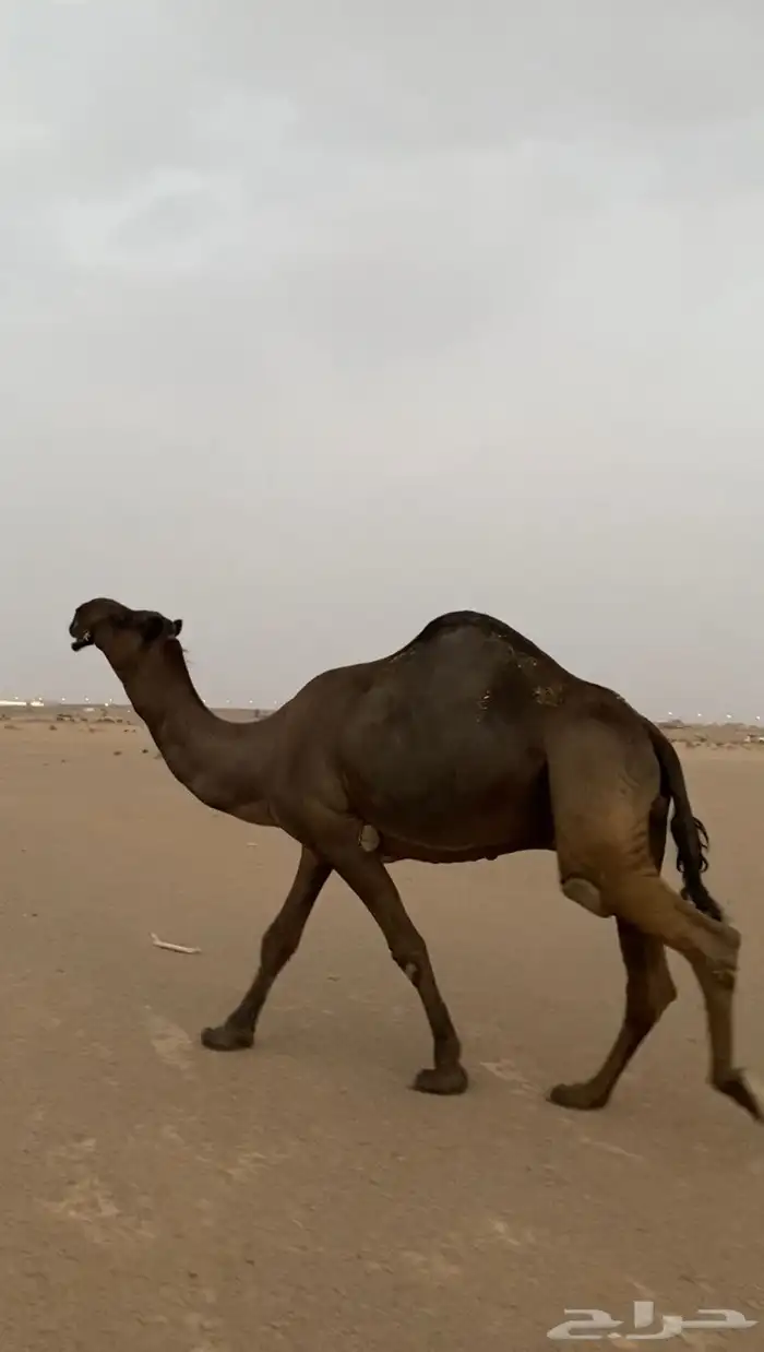 بعير 1