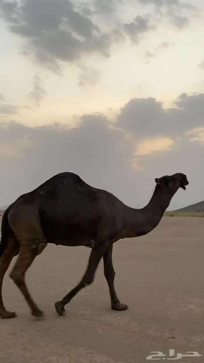 بعير 0