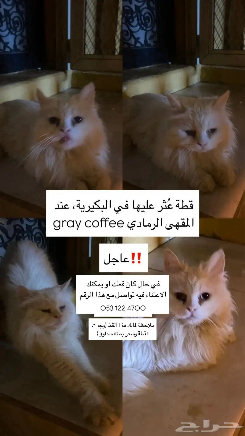 قطة بيضاء ضائعة للتبني 0