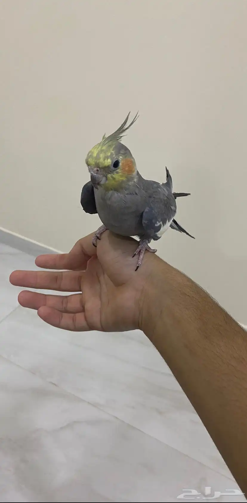 كروان أليف 0