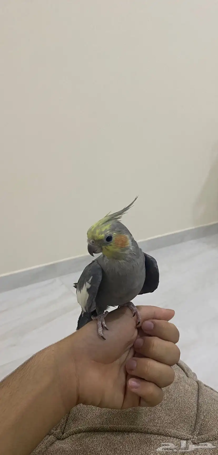كروان أليف 1