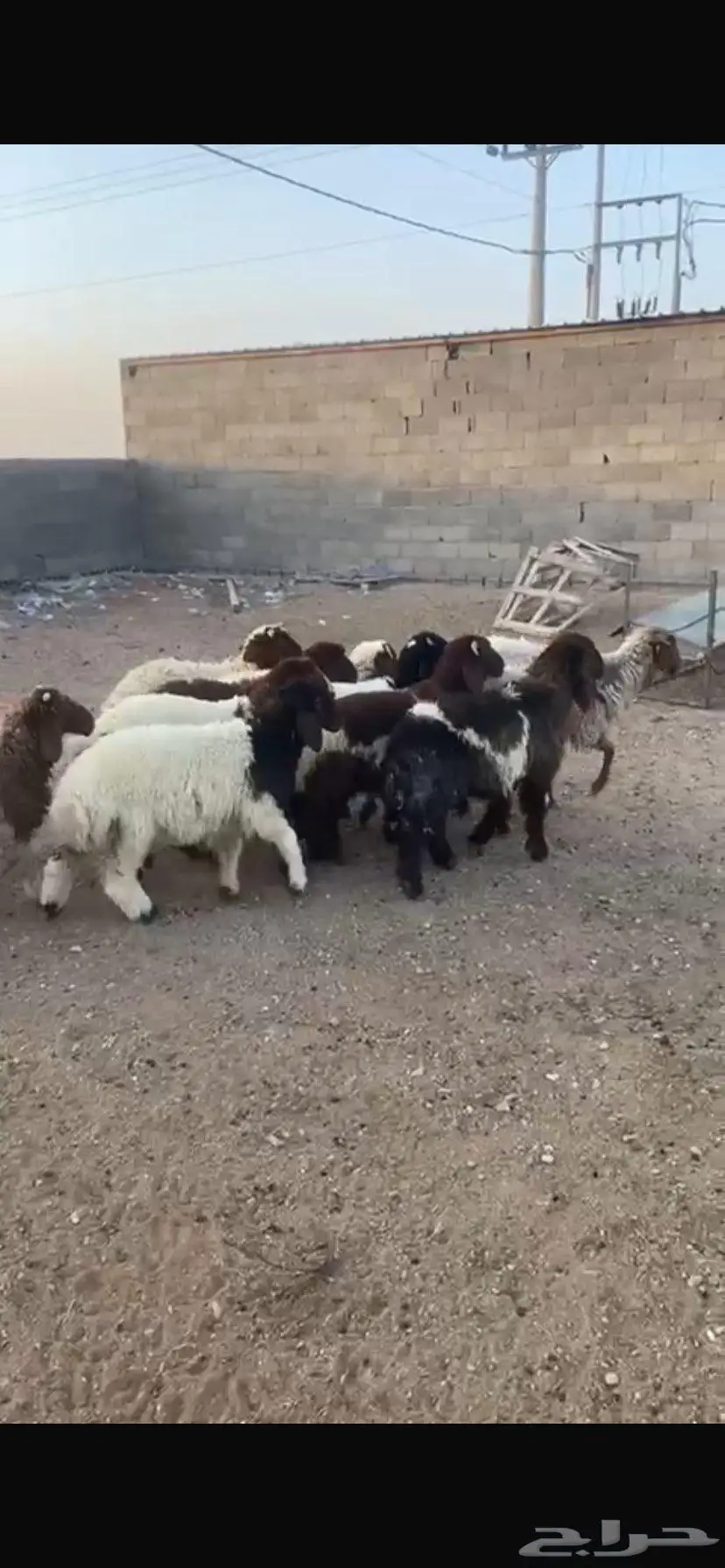 بهم نعيم العدد تسعه 6 خرفان و 3 رخال 2