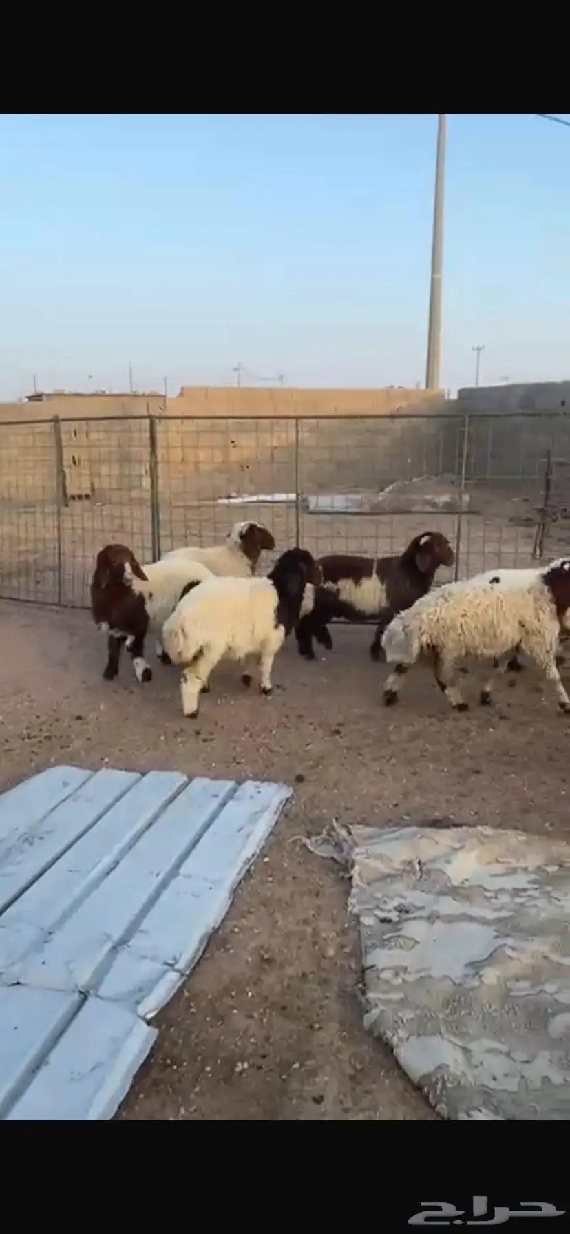 بهم نعيم العدد تسعه 6 خرفان و 3 رخال 1