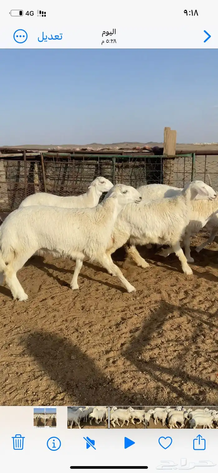 رخال صنف 4