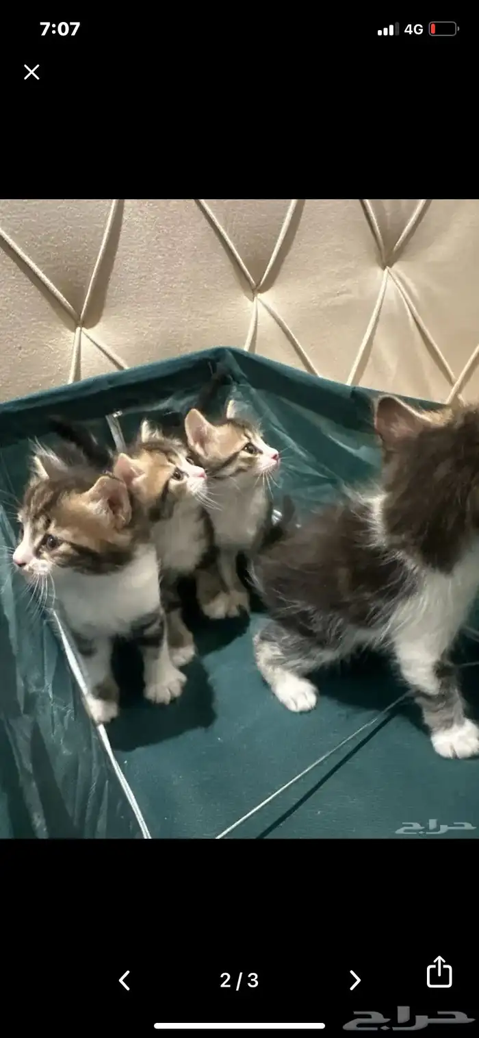 قطط صغيره وجميله للتبني 1