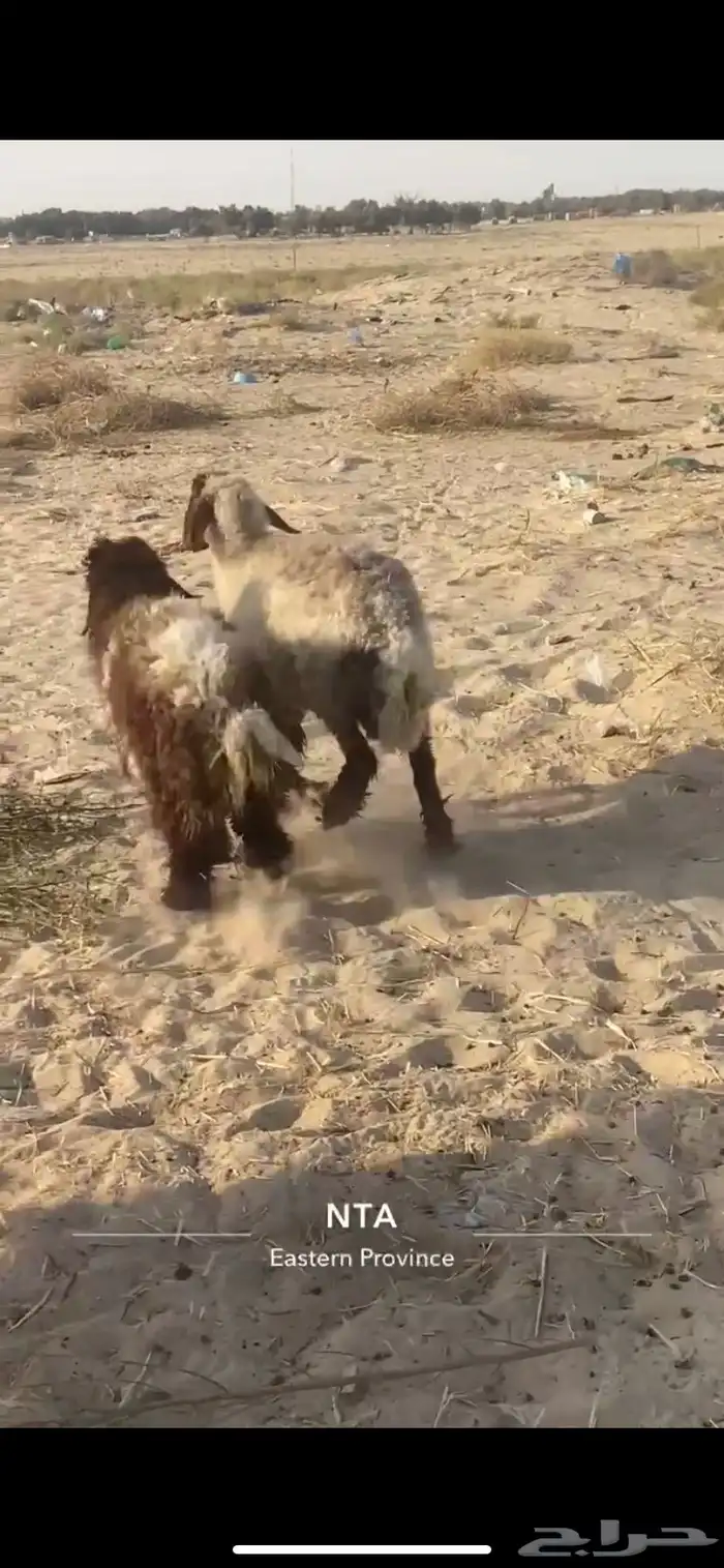 رغوث نعيميه بنتها ذبيحه وفل الفل 0