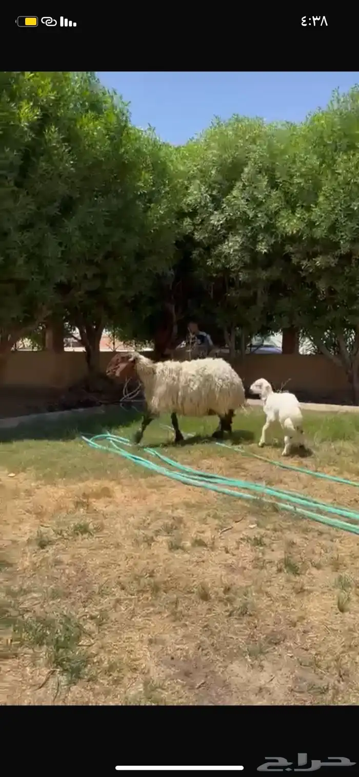 للبيع نعجه دبسا طيبه تحته خروف 1
