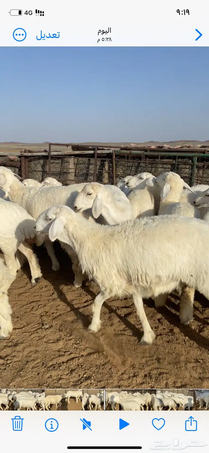 رخال صنف 2