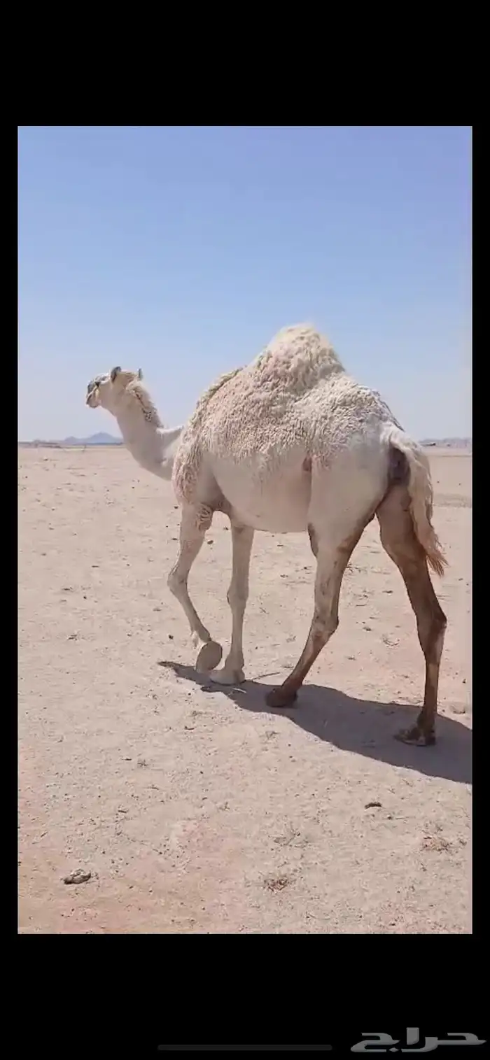لقحات 2 وضحا وصفرا. 0
