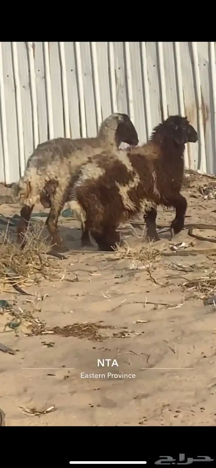 رغوث نعيميه بنتها ذبيحه وفل الفل 3