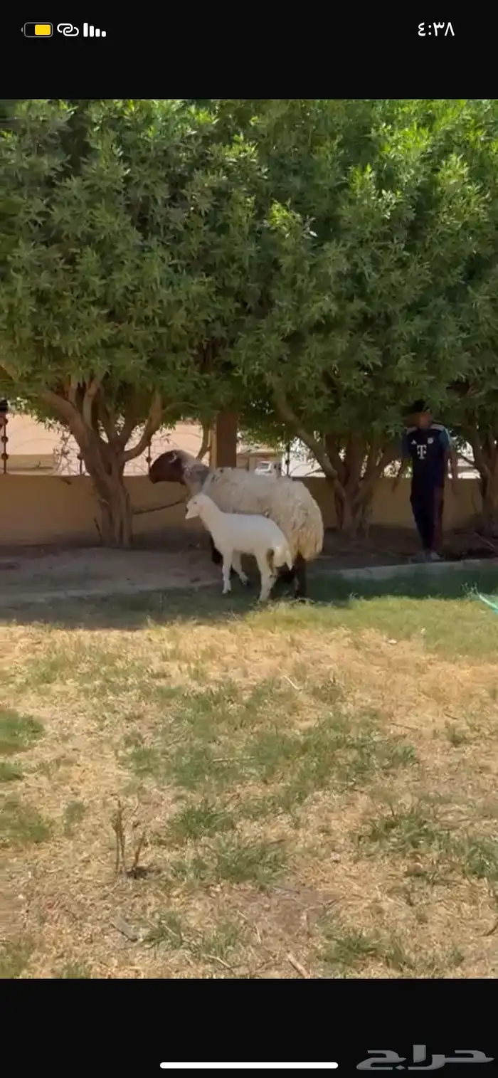 للبيع نعجه دبسا طيبه تحته خروف 3