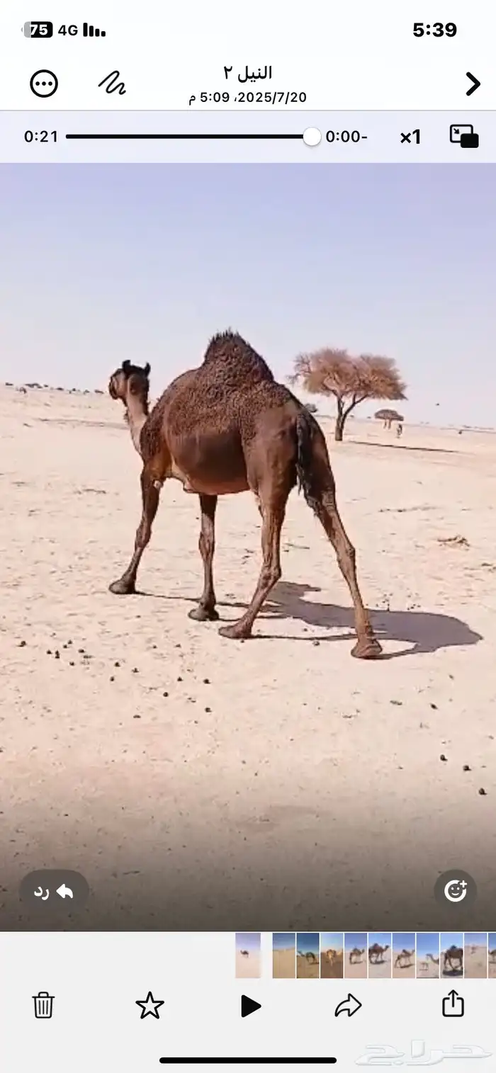 لقحه مجهم طيبه ع جميع الشروط. 1