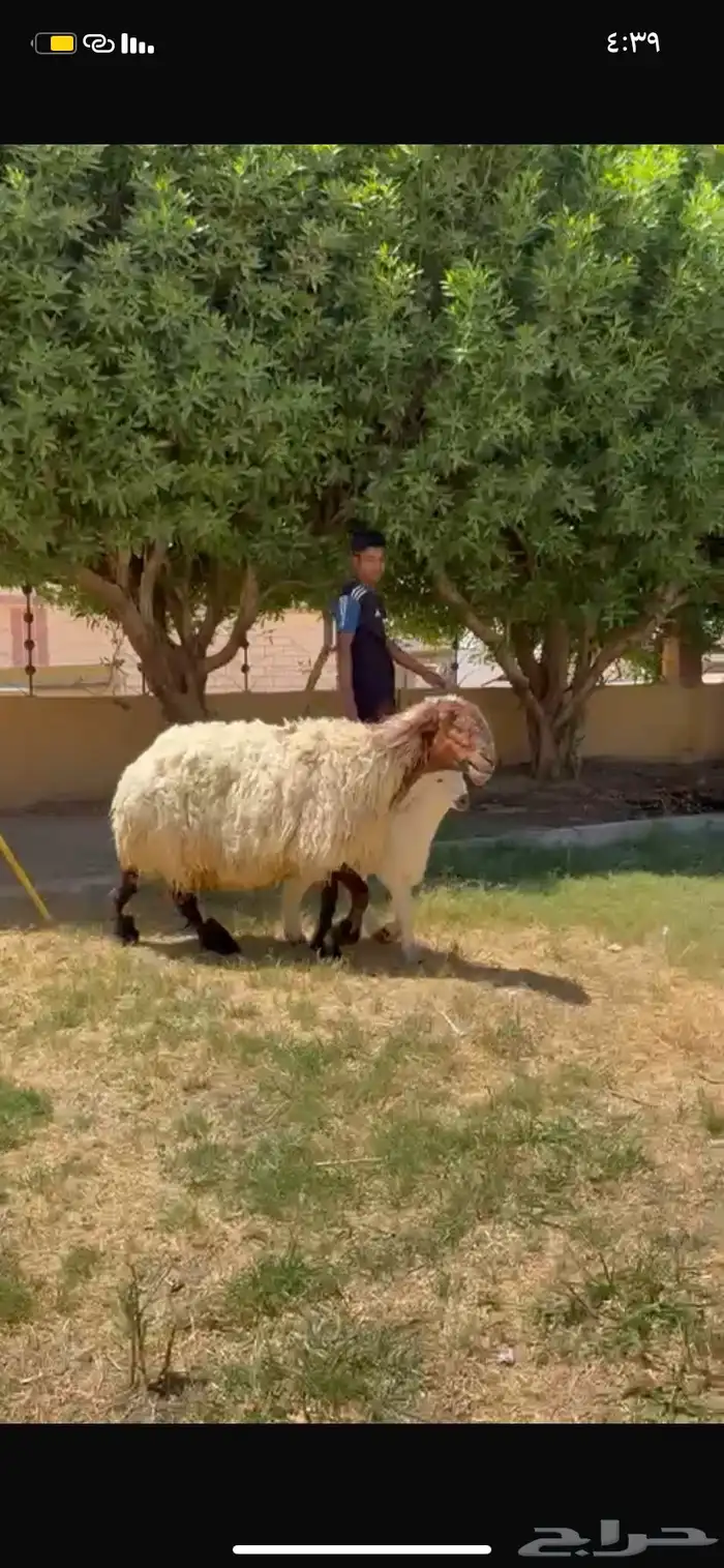 للبيع نعجه دبسا طيبه تحته خروف 0
