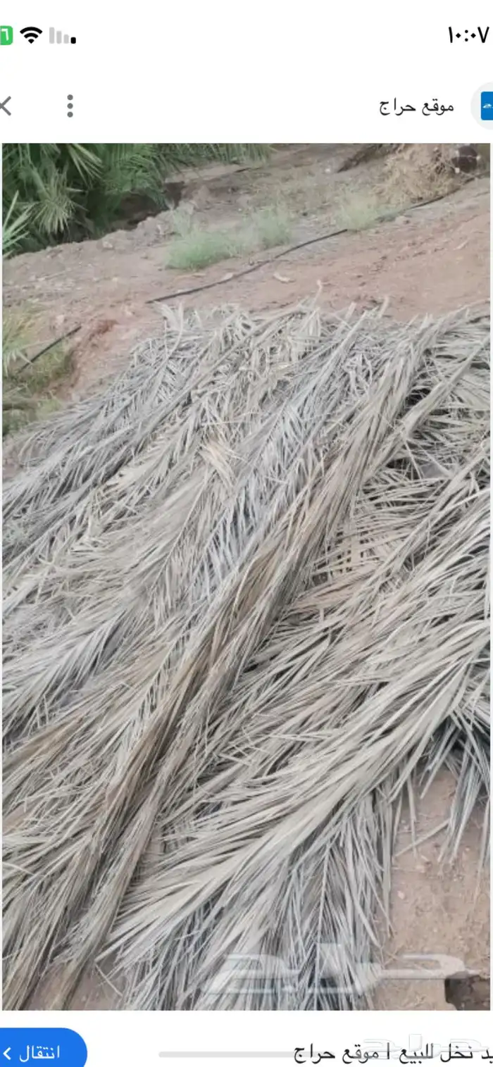 جريد للبيع حمله دينه اكثر حسب الطلب 1