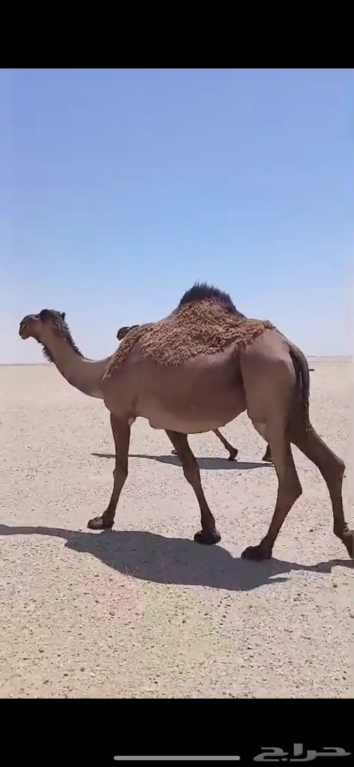 لقحات 2 وضحا وصفرا. 1