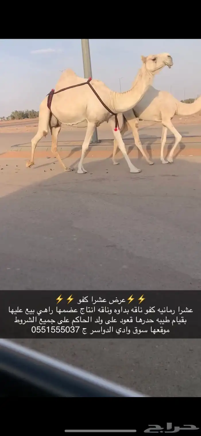 عشرا كفو 0