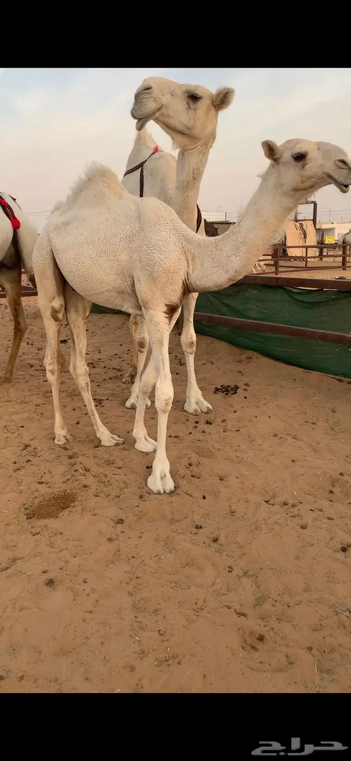 عشرا كفو 4