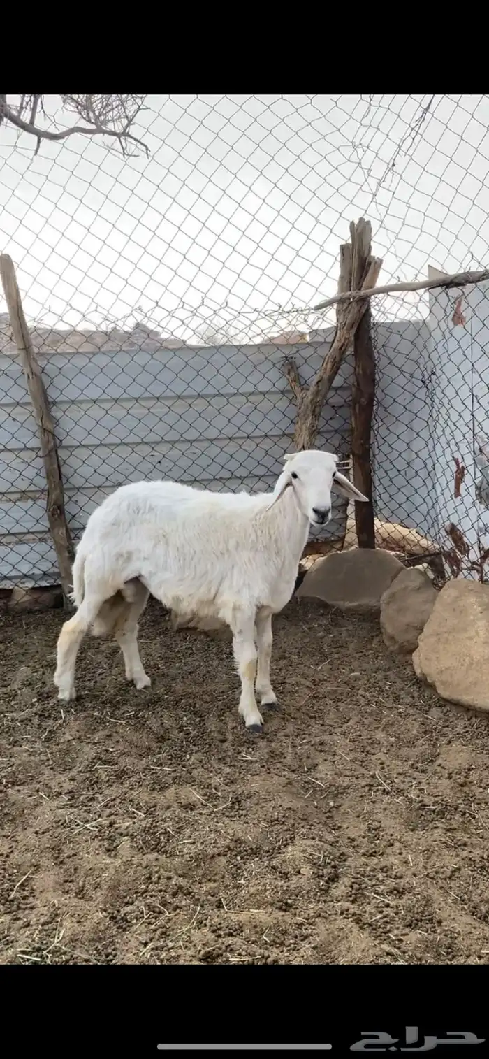 خروف جبر كفو ومسكت مبدأ ولا مناسبه ومن حلالي واكله نضيف 3