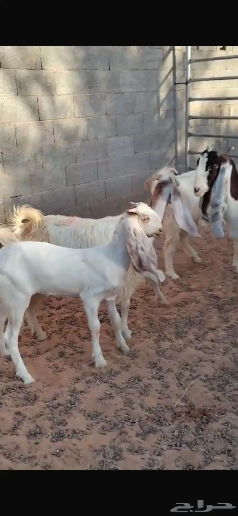 معزا مشاريك وا حشو بلديي 0