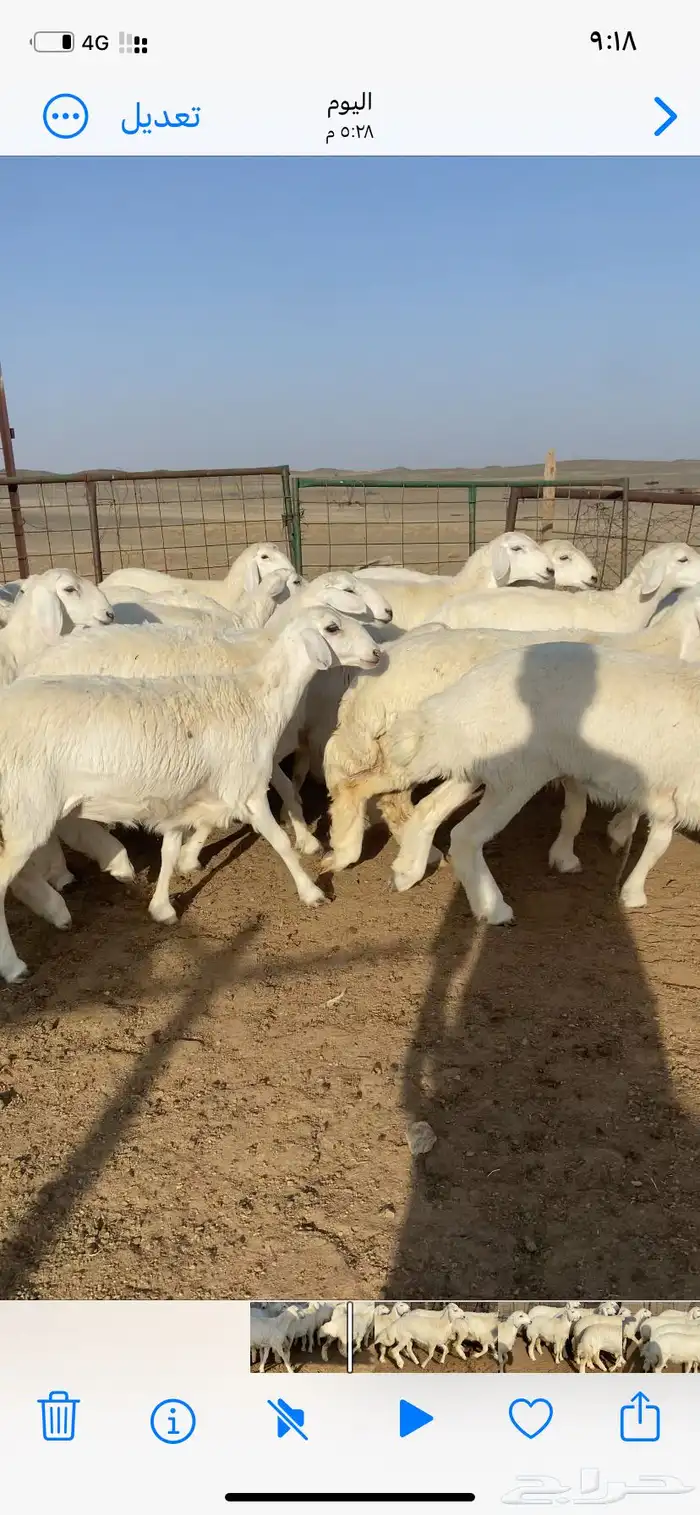 رخال صنف 6