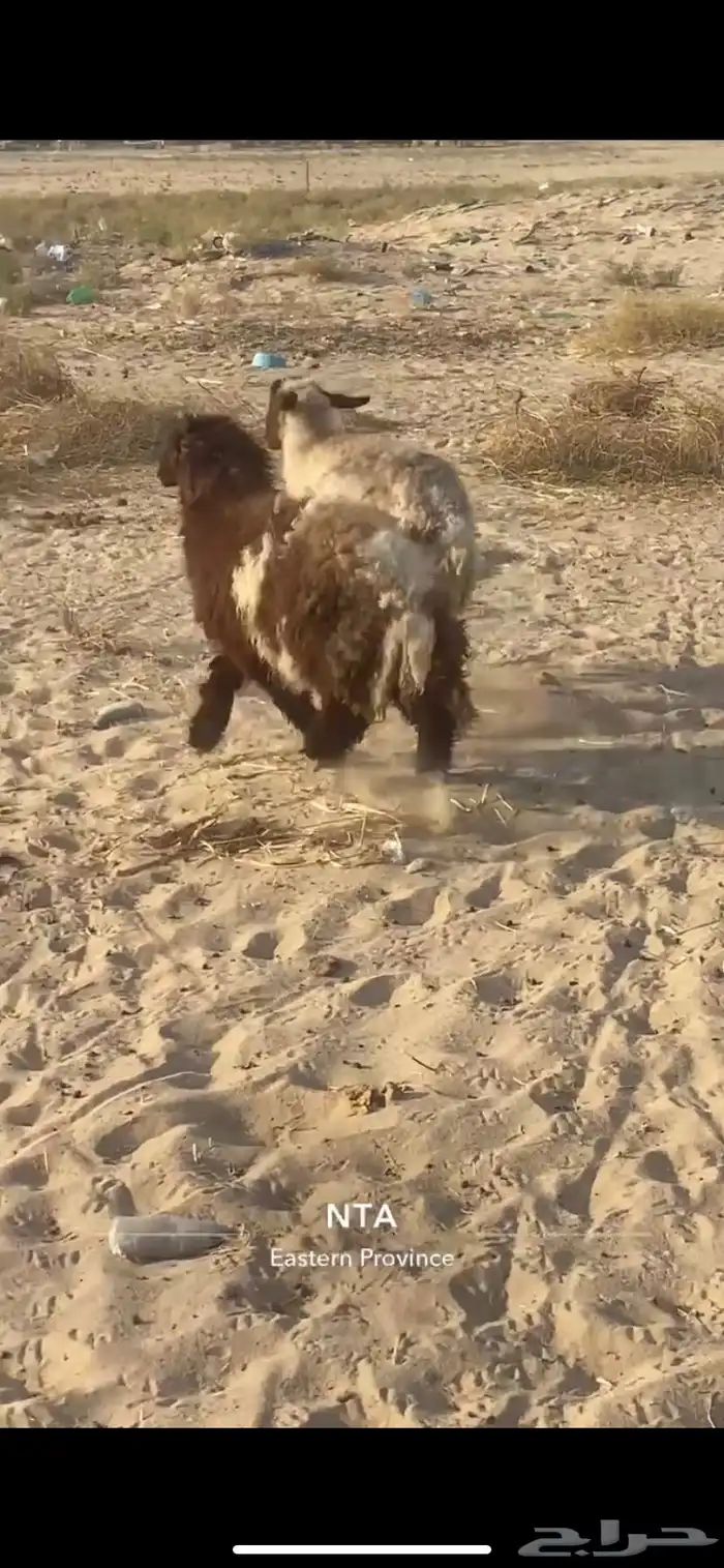 رغوث نعيميه بنتها ذبيحه وفل الفل 2