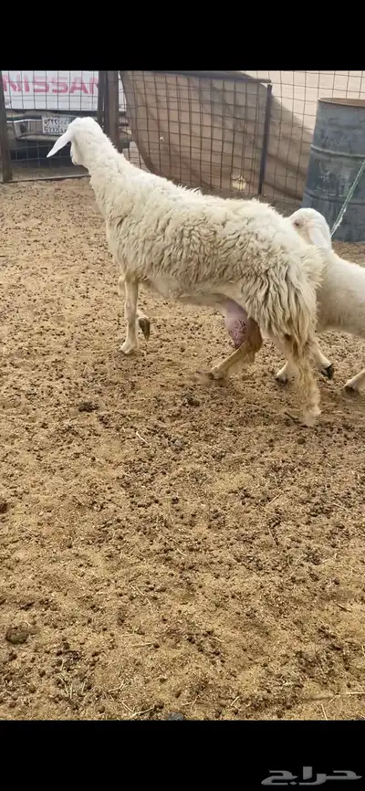 ثنيه خلفه تحتها طلي 2