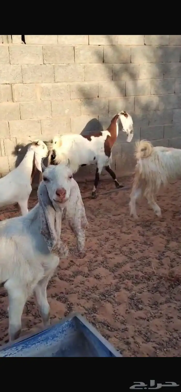 معزا مشاريك وا حشو بلديي 4