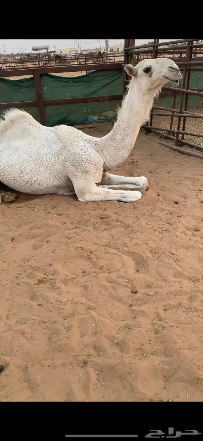 عشرا كفو 3