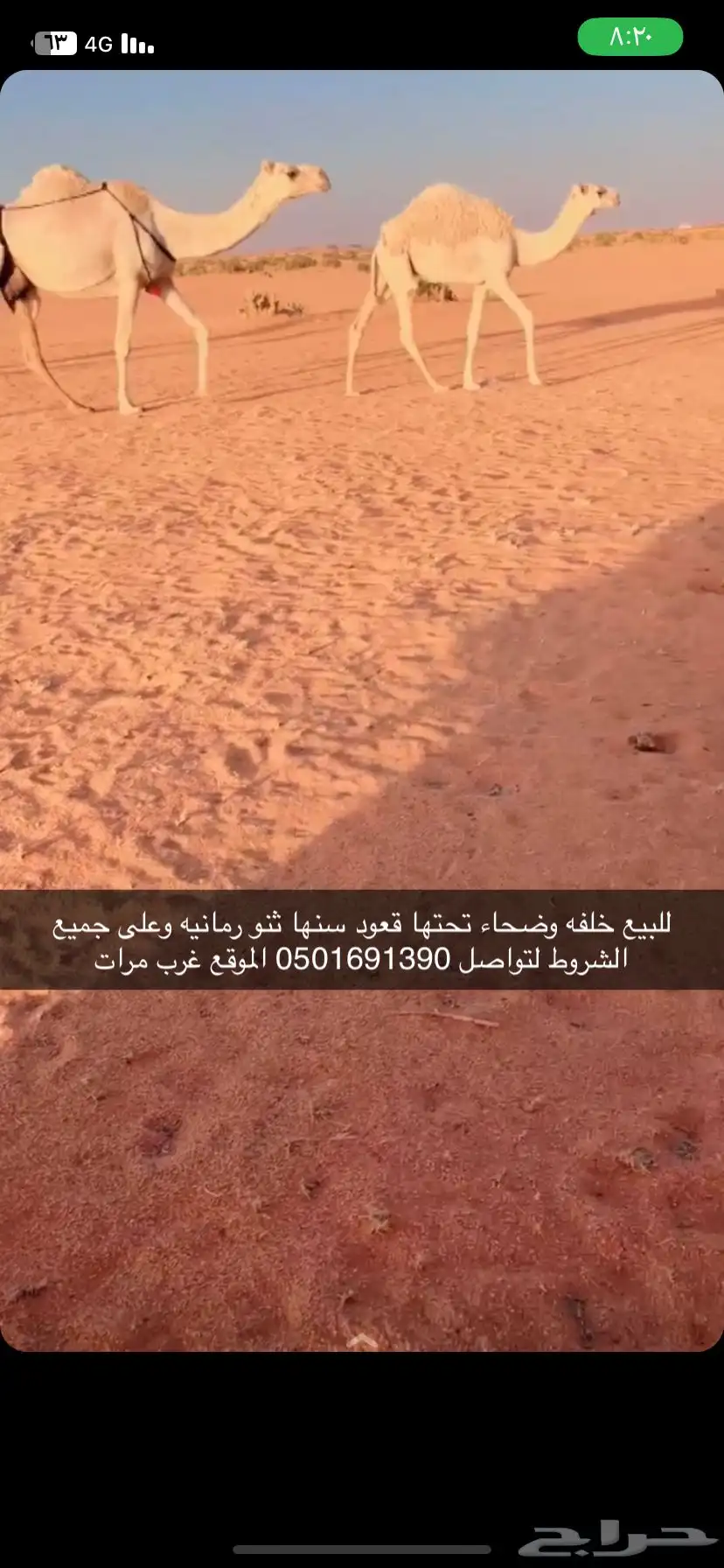 خلفه وضحاء 0