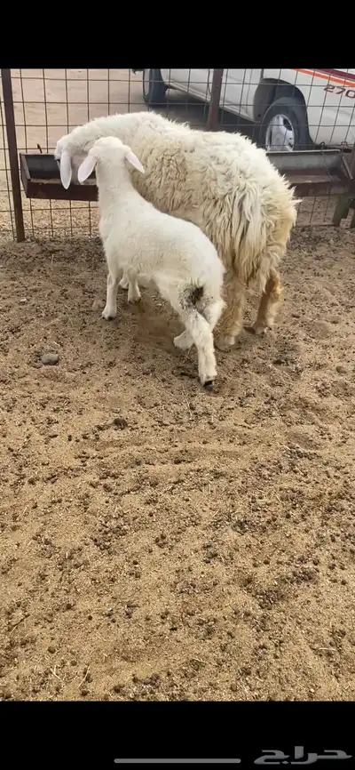 ثنيه خلفه تحتها طلي 0
