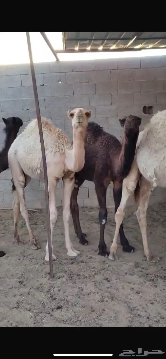 معزا مشاريك وا حشو بلديي 7