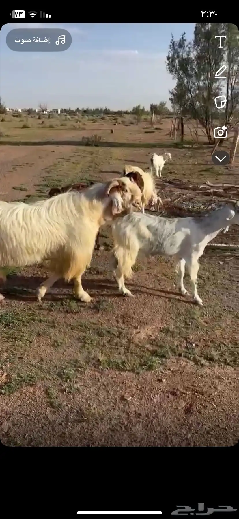 تيس سدس للبيع يقرع شرط والصحه سليم سومه 1350 1