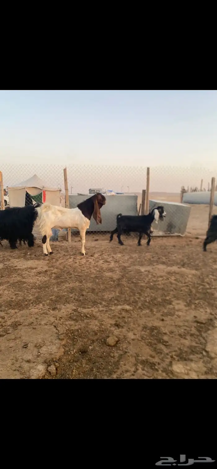 فحل ثني 1