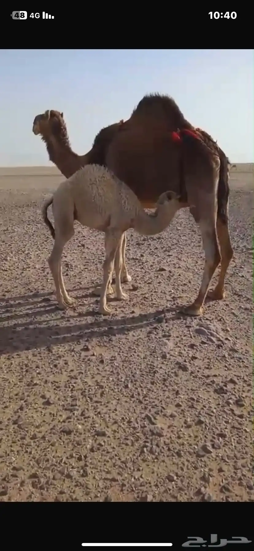ضرايب شقح اسنان عدد 3 2