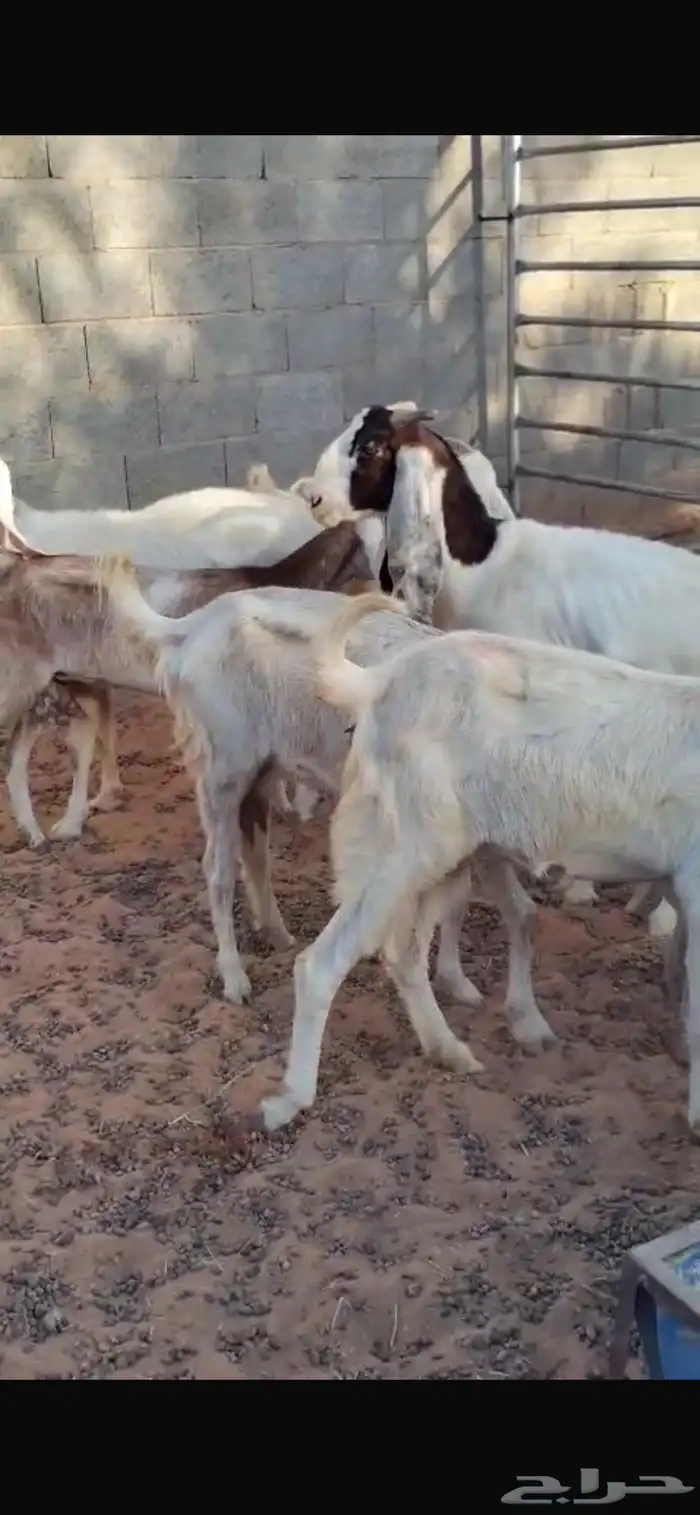 معزا مشاريك وا حشو بلديي 1