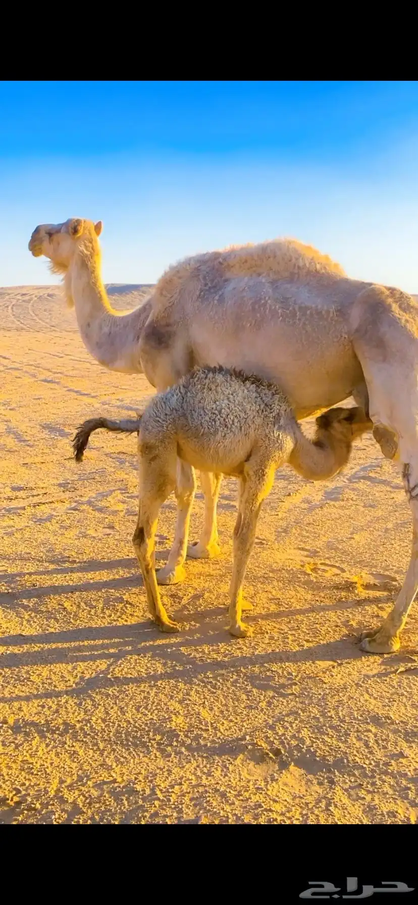 للبيع ناقه خلفه معه بكره عمره 3 شهور 2
