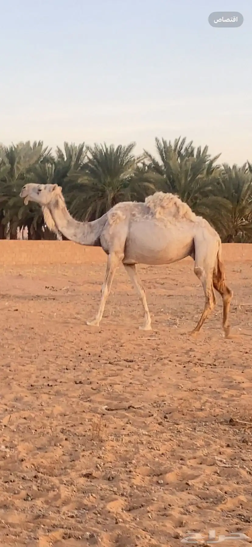 ناقة طيبه و هدية 12